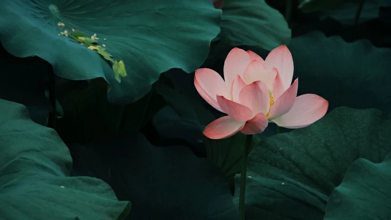 Lotus Bloom Leaves Pink 4K HD Flowers Wallpaper