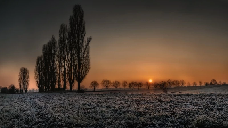 Silhoette Trees On Dry Field During Sunset Time 4K 5K HD Nature Wallpaper