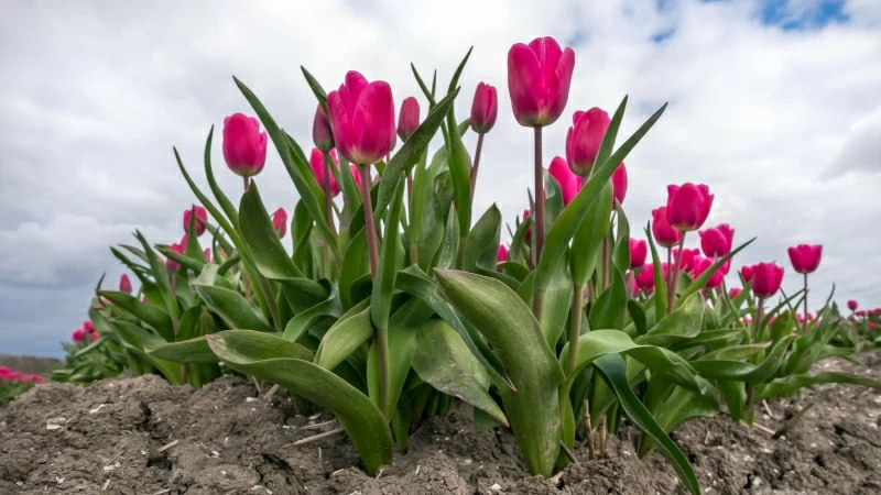 Tulip Pink Flowers 4K 5K HD Flowers Wallpaper