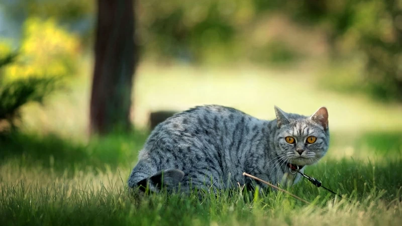 Animal Cat HD (2) Animals Wallpaper