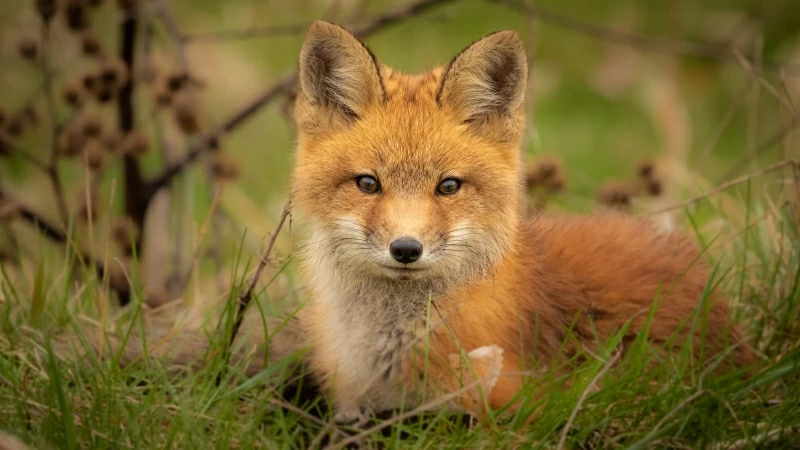 Animal Fox 4K HD Animals Wallpaper