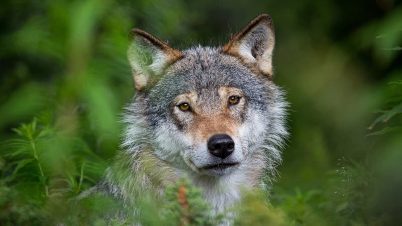 Animal Wolf 4K HD Animals Wallpaper