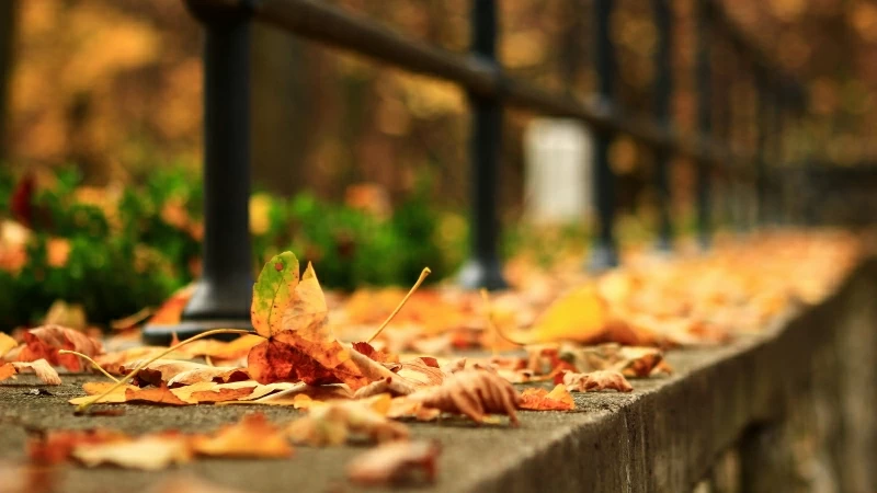 Dry Leaves Fall Down On Blur Background Leaf In Street 4K HD Nature Wallpaper