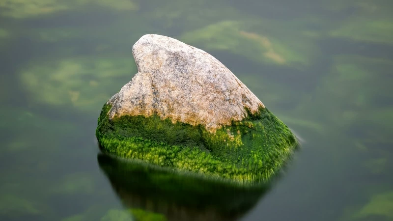 Green Covered Earth Stone Between Water During Daytime 4K HD Nature Wallpaper