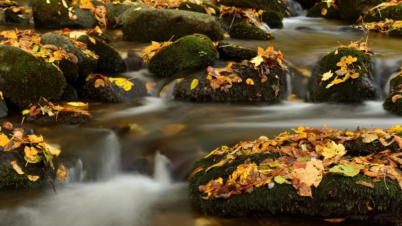 Green Covered Rocks Between River With Dry Leaves Fall Down 4K HD Nature Wallpaper