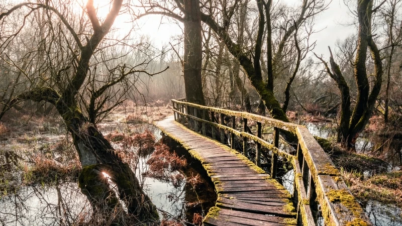 Man Made Boardwalk Between Dry Trees During Daytime 4K HD Nature Wallpaper