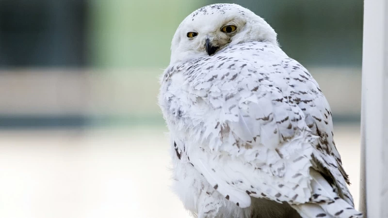 Snowy Owl HD Animals Wallpaper