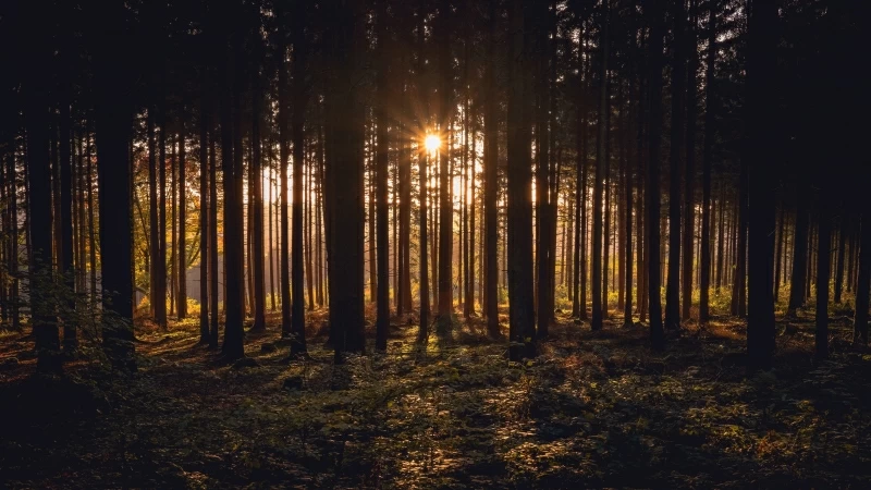 Sunlight Passing Through Dark Trees In Forest During Sunset Time 4K HD Nature Wallpaper