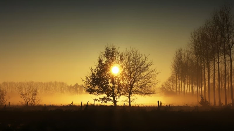 Sunlight Passing Through Dry Trees During Sunset Time 4K HD Nature Wallpaper