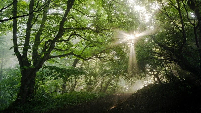 Sunlight Passing Through Green Leaves In Forest During Daytime 4K HD Nature Wallpaper