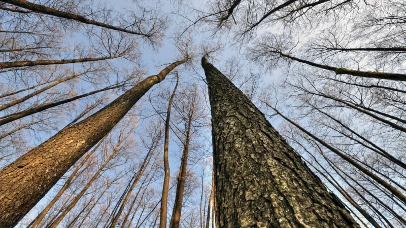 Tall Dry Trees With Blue Sky During Day Time 4K HD Nature Wallpaper