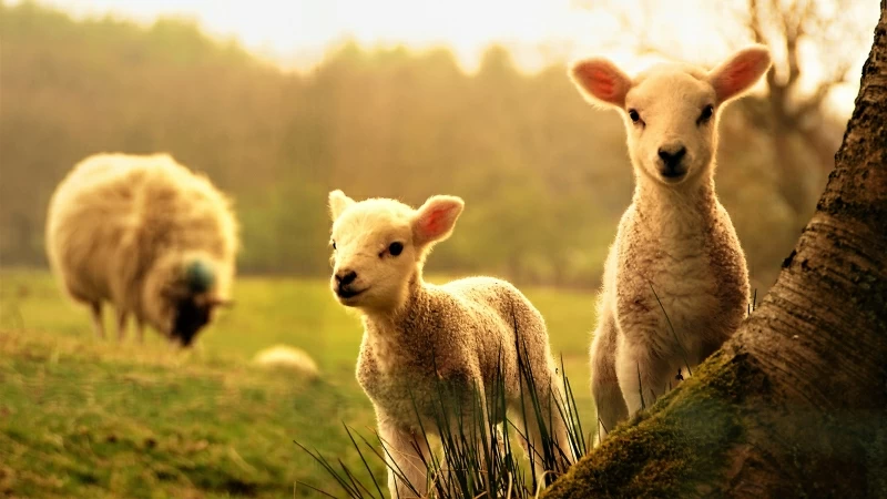 Animal Sheep 4K HD Animals Wallpaper