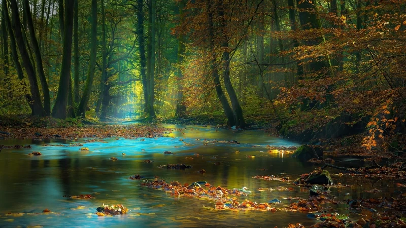 Sun Light Passing Through Green Trees Between River Sunbeam Autumn 4K HD Nature Wallpaper