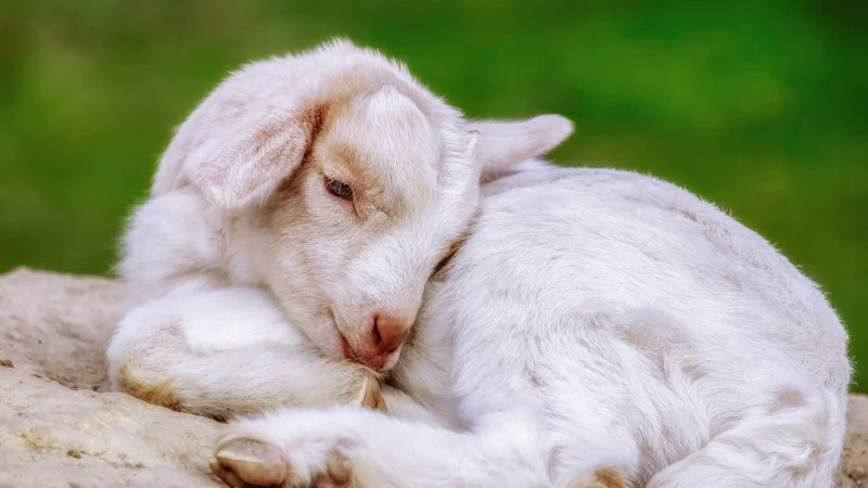 Animal Goat 4K 4K 5K HD Animals Wallpaper