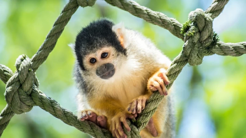 Animal Monkey 4K 5K HD Animals Wallpaper