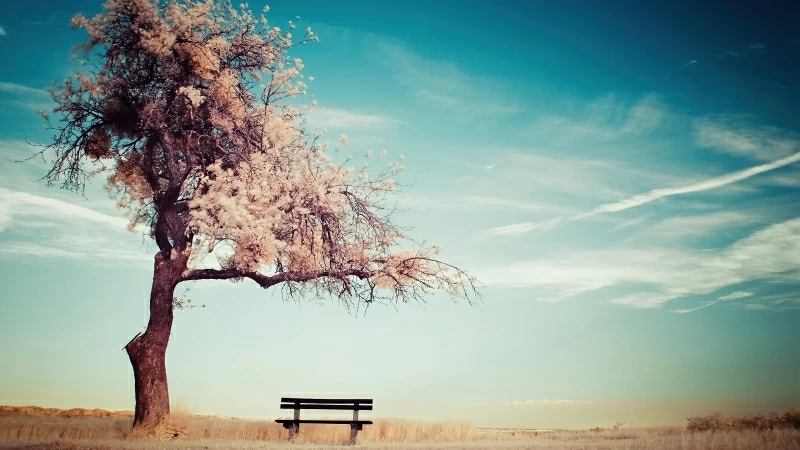 Clear Blue Sky Under Winter Tree Bench 4K HD Nature Wallpaper