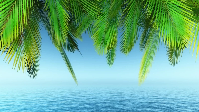 Earth Palm Tree Under Blue Seashore 4K 5K HD Nature Wallpaper