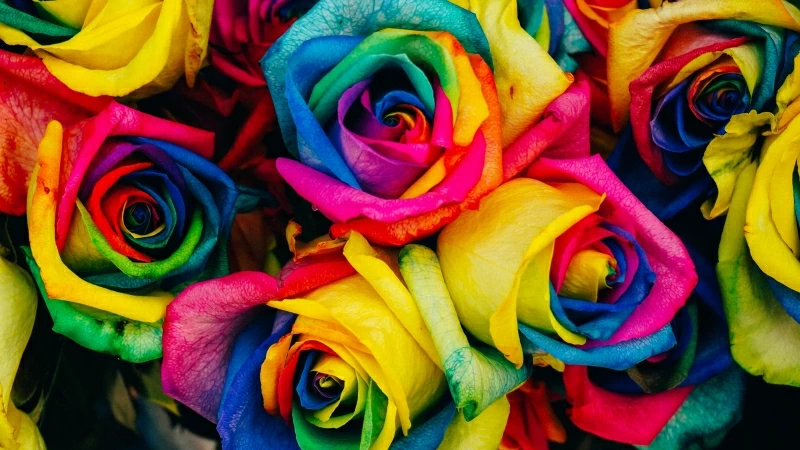 Rainbow Flower Abstract 4K 5K HD Abstract Wallpaper