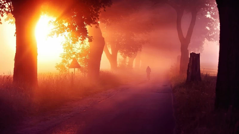 Sun Rays Passing Through Between Trees With Mist Road 4K HD Nature Wallpaper