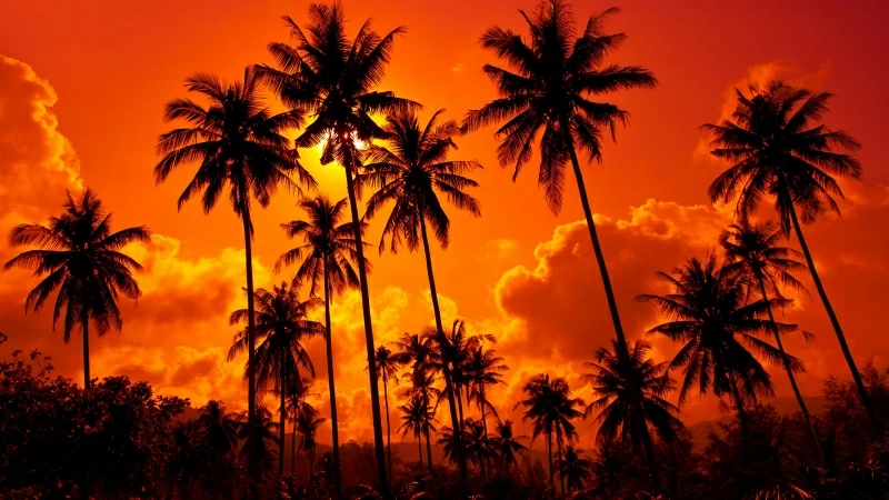 Beautiful Red Clouds Under Cocunet Trees During unset Time 4K 5K HD Nature Wallpaper