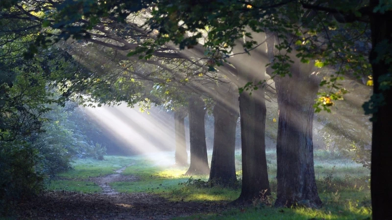 Sunlight Passing Through Green Leaves And Trees With Man Made Road 4K HD Nature Wallpaper