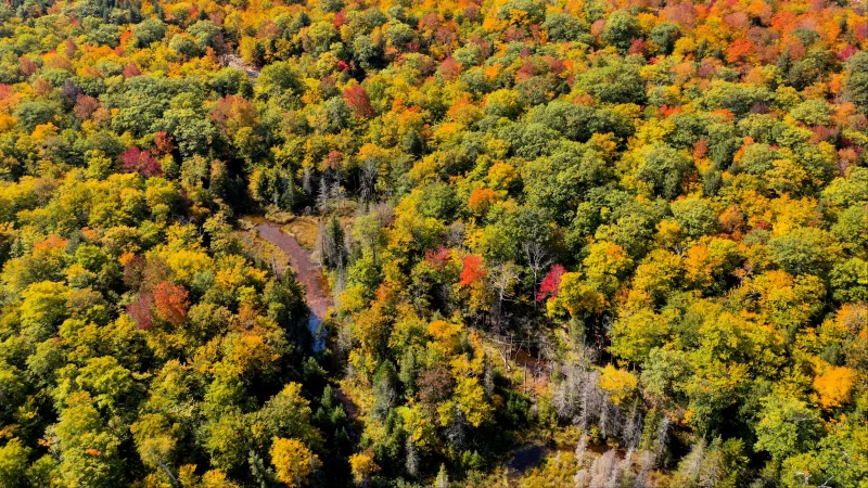 Aerial View Of Green Yellow Red Orange Autumn Trees Forest River 4K HD Nature Wallpaper