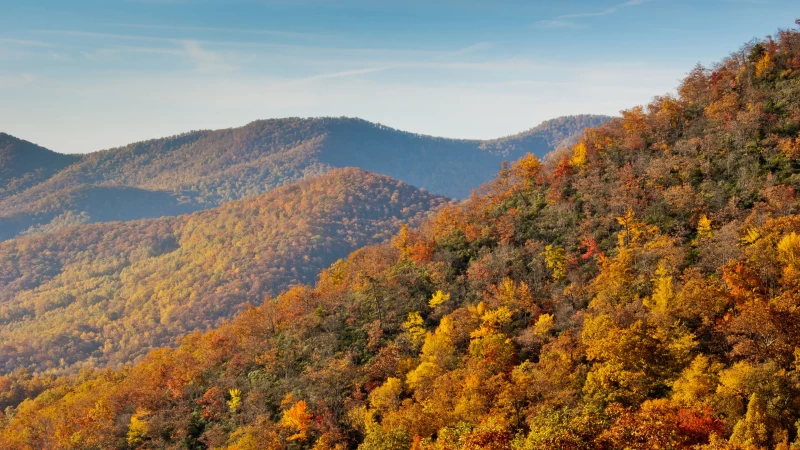 Autumn Fall Trees Slope Mountains Forest 4K HD Nature Wallpaper