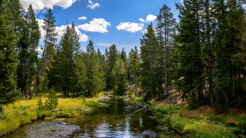 Beautiful River Green Grass Trees Bushes Plants Under White Clouds Blue Sky 4K HD Nature Wallpaper