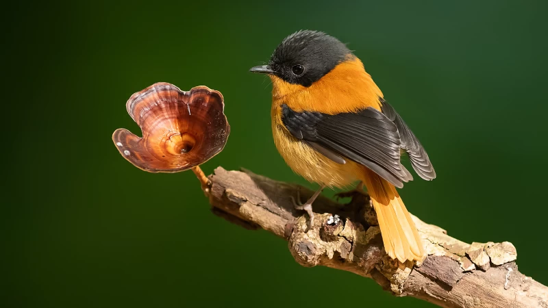 Black And Orange Flycatcher Bird In Green Background HD Birds Wallpaper