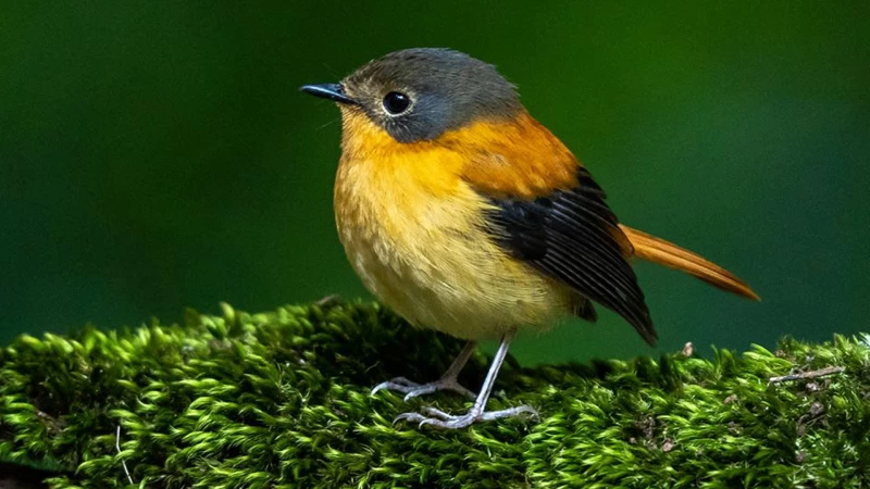 Black And Orange Flycatcher On Green Leaves In Blur Green Background HD Birds Wallpaper