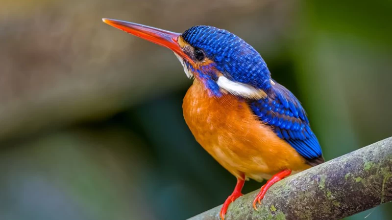 Blue-Eared Kingfisher Bird On Tree Branch In Blur Background HD Birds Wallpaper