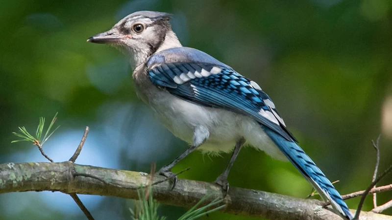 Blue Jay Bird Is Standing On Tree Branch In Blur Bokeh Background HD Birds Wallpaper