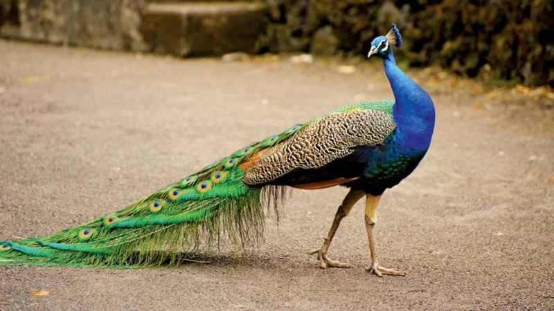 Blue Peafowl Tail Peacock In Blur Background HD Birds Wallpaper