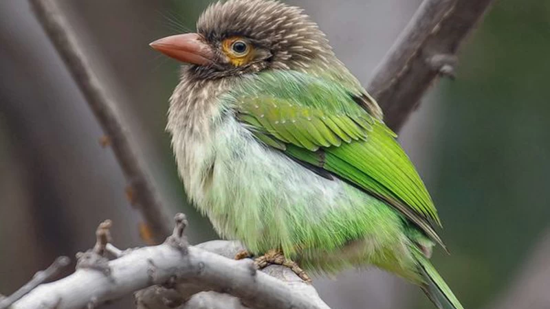 Brown-Headed Barbet Bird In Blur Background HD Birds Wallpaper