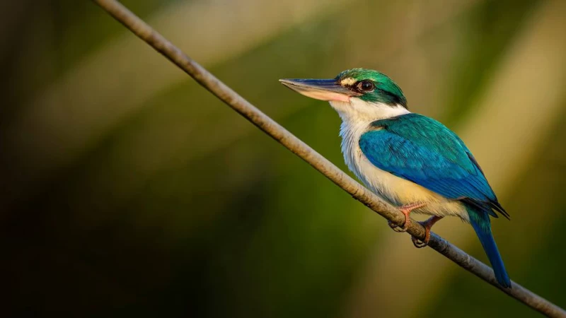 Collared Kingfisher Bird In Green Blur Background HD Birds Wallpaper