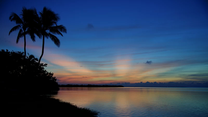 Palm Trees Water Under Blue Sky In Silhouette Background 4K HD Nature Wallpaper