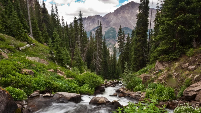 River Stream Between Green Plants Bushes Trees Mountains Background HD Nature Wallpaper