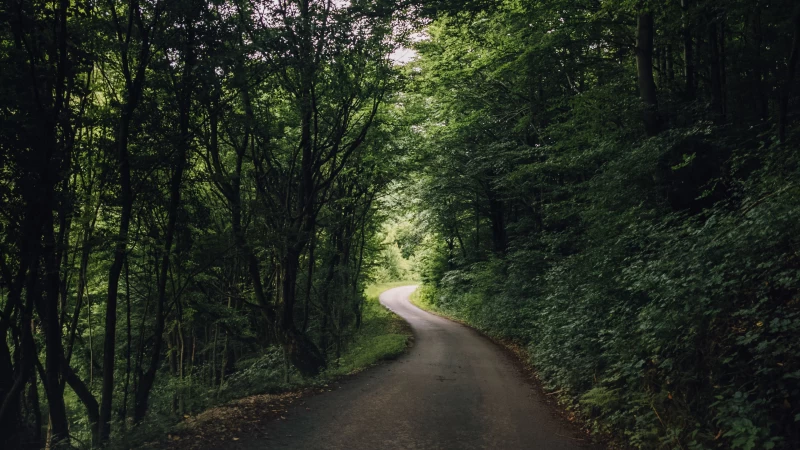 Road Turn Between Green Trees Bushes Plants 4K HD Nature Wallpaper