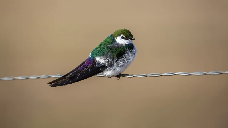 Violet-Green Swallow Bird On Chainlink Fence HD Birds Wallpaper