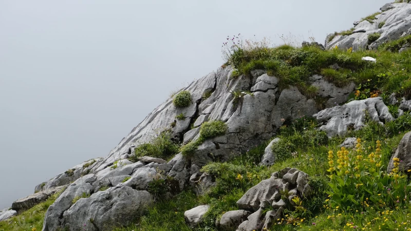 White Rock Mountain Stones Grass Yellow Flowers Plants In White Sky Background 4K HD Nature Wallpaper