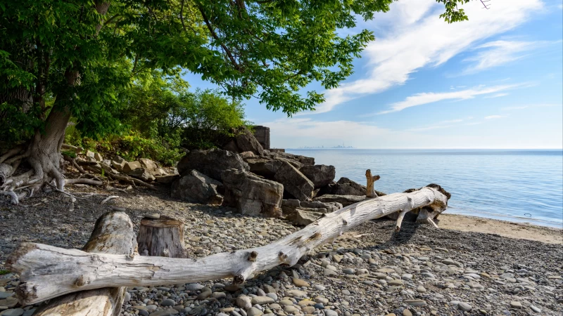 Wood Log  Stones Rocks Green Trees Branches Ocean Under White Clouds Blue Sky 4K HD Nature Wallpaper