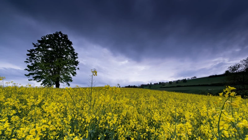 Yellow Flowers Field Green Tree Under White Black Clouds Blue Sky 4K HD Nature Wallpaper